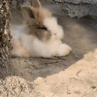 خرگوش لوپ اوکراینی|موش و خرگوش|میناب, |دیوار