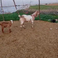 بزافغانی اصل|حیوانات مزرعه|شوشتر, |دیوار