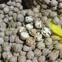 گردو|خوردنی و آشامیدنی|سروآباد, |دیوار
