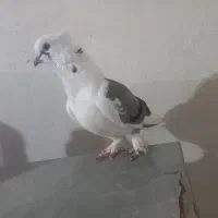 کبوتر بوشهری ویک نر پاکستانی|پرنده|کاکی, |دیوار