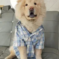 چاو چاو نر اصیل زبون بنفش