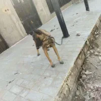 فروش سگ فوق‌العاده حرف گوش کن اجتماعی پر از انرژی