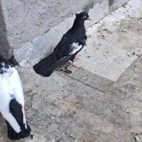 نرماده سینه سیاه|پرنده|دزفول, |دیوار