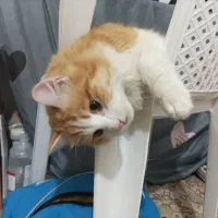 گربه پرشین|گربه|گرگان, |دیوار