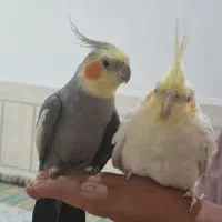 عروس هلندی|پرنده|لامرد, |دیوار