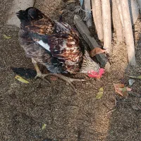 فروش خروس پنج ماهه|حیوانات مزرعه|املش, |دیوار