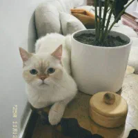 جفت گربه