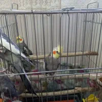عروس هلندی