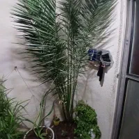 گل خرمائی  که ۱۰ ساله است