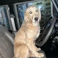 ۱۰ میلیون مژدگانی سگ گم شده|حیوانات|باغ ملک, |دیوار