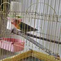 کوتوله نر|پرنده|نوشهر, |دیوار