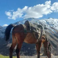 فروش اسب سواری و باری