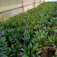 گلخانه سوگولی تولید دراسینا کامپکت ارسال کل کشور