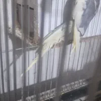 عروس ابلغ یک ساله|پرنده|قم, ولیعصر|دیوار