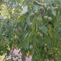 زمین مسکونی فروشی روستای برکنان