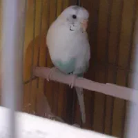 مرغ عشق نر