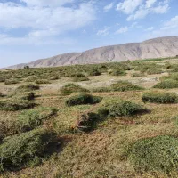 بذر یونجه رنجر آمریکایی|خدمات باغبانی و درختکاری|ارسنجان, |دیوار