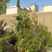۳متری چند شاخه پرتقال نهال نخل خرما گلدانی درخت مو|گل و گیاه طبیعی|تهران, میرداماد|دیوار