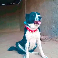 سگ ماده لاس (ماچ)قدرجونی