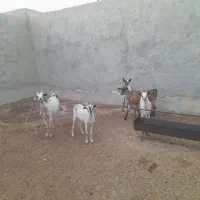 ۵عدد بز داشتی|حیوانات مزرعه|جناح, |دیوار