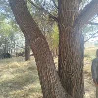 چوب|عمده‌فروشی|شیراز, دوکوهک|دیوار