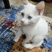 بچه گربه چشم آبی آنکارا