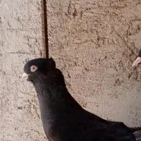 زاغ ملقی نر بترکون و طوقی عروسک