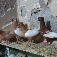 کبوتر اهواز ۱۱عدد سینه  ای