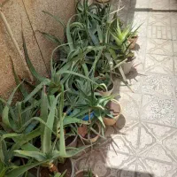 تعدادی گلدان آلوئه ورا، سرحال و شاداب و بزرگ|گل و گیاه طبیعی|قزوین, |دیوار