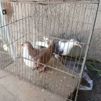 کبوتر چادری|پرنده|پاکدشت, شهرک انقلاب|دیوار