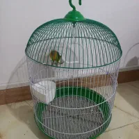 طوطی برزیلی