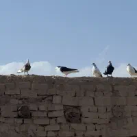 کفتر پرشی|پرنده|قهستان, |دیوار