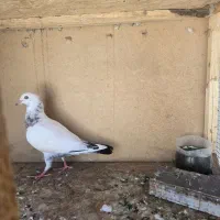 کفتر|پرنده|مشهد, فدک|دیوار