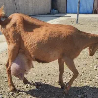 بز شیری آلپاین و مورسیا