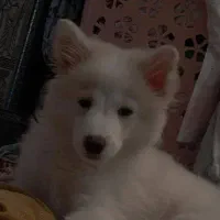 سگ پاور اشپیتز