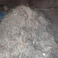 کاه یونجه علف