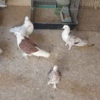 کبوتر شازده هما پاپر جکسون