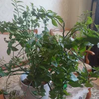 گل وگلدان|گل و گیاه طبیعی|اصفهان, گلستان|دیوار