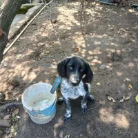 یک قلاده توله نر ستر شکاری