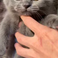 اسکاتیش کوچولو|گربه|تهران, حبیب الله|دیوار