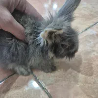 خرگوش نر با نمک