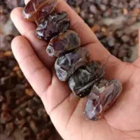 خرما کبکاب و خرمای زاهدی|خوردنی و آشامیدنی|شیراز, قصرالدشت|دیوار