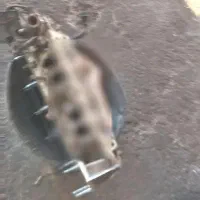 معاوضه با پیکان وانت|خودرو سواری و وانت|پاکدشت, حصار امیر|دیوار