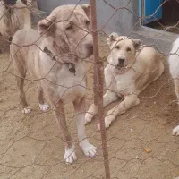 واگذاری ماده درجه یک|سگ|کاشمر, |دیوار