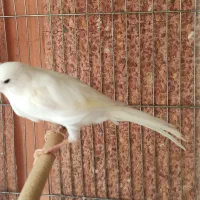 قناری سوپری درشت