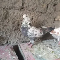 باسلام حدود ۲۵ تا کفتر موجوده