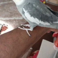 پرنده زینتی|پرنده|یزد, |دیوار