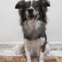 سگ اشپیتز گم شده،محل فشتام،شهر صنعتی رشت و سراوان|حیوانات|سنگر, |دیوار