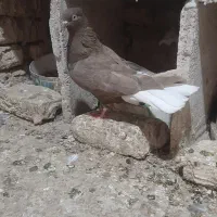 ماده قهویی دمسفید