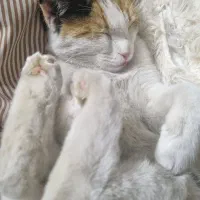 واگذاری گربه